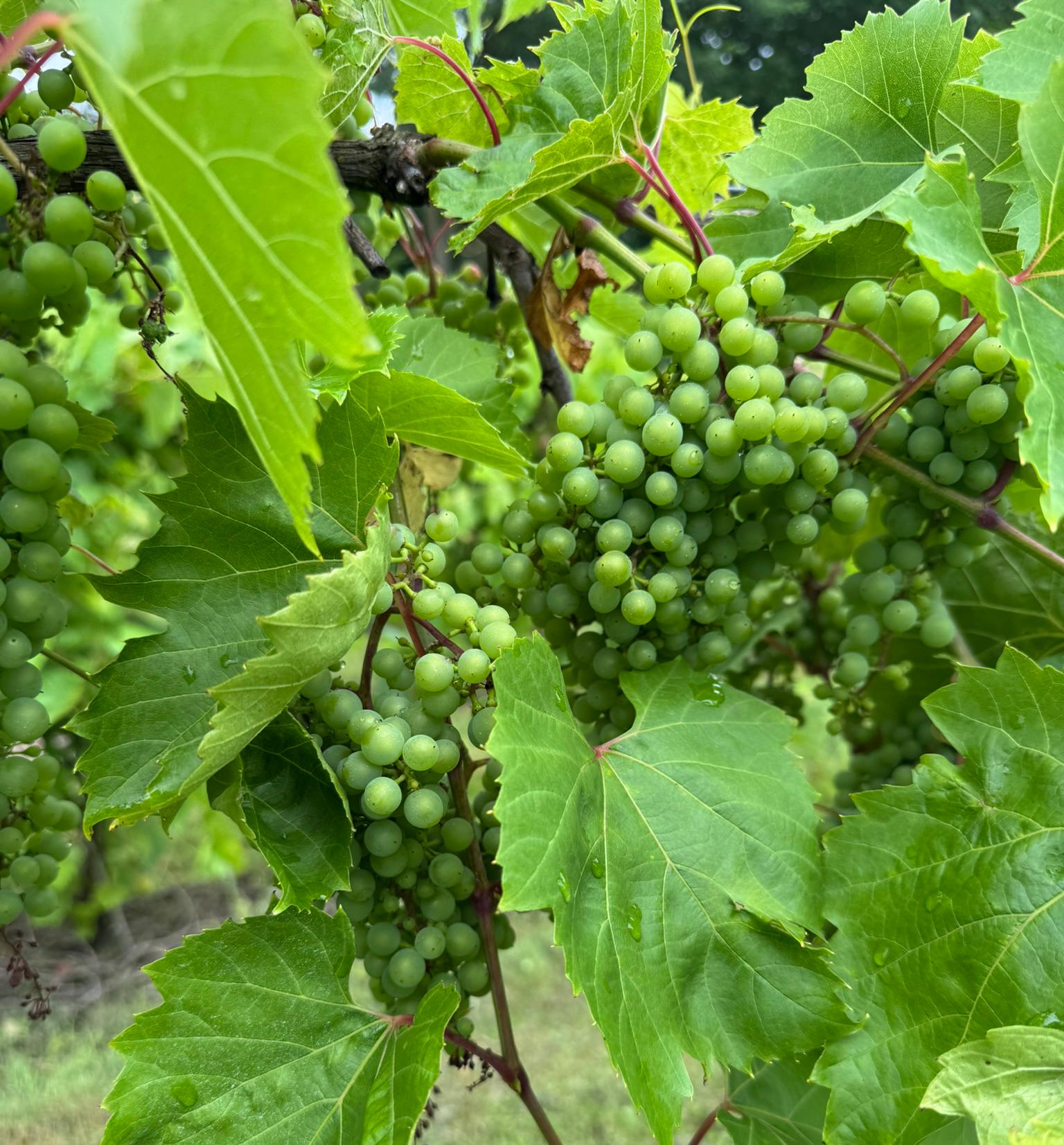 Frontenac grape cluster growing on a vine.